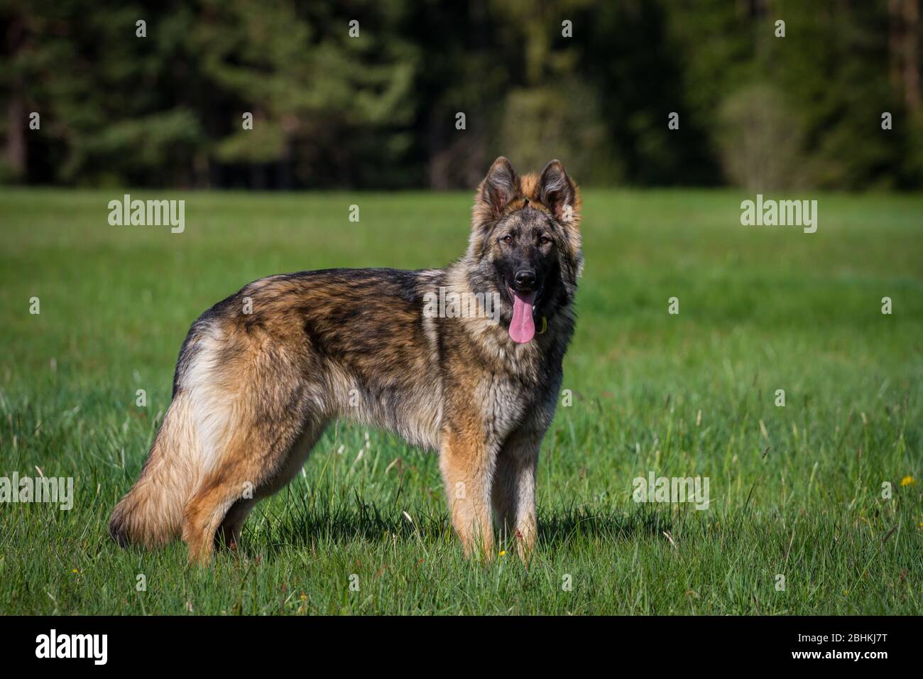 German shepherd dog standing side hi-res stock photography and ...