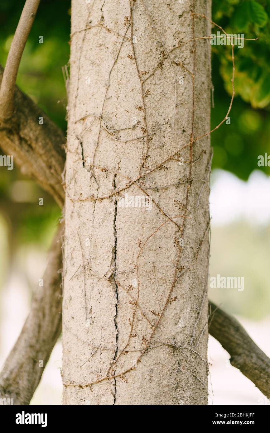 Ivy roots and branches crawl on a stone column Stock Photo - Alamy