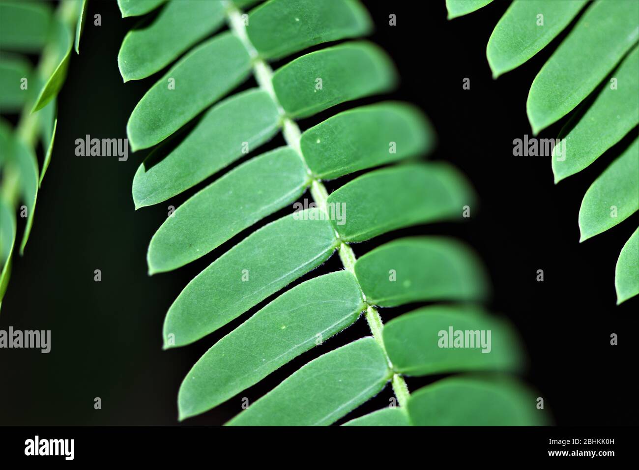Branches of a fern tree. Stock Photo