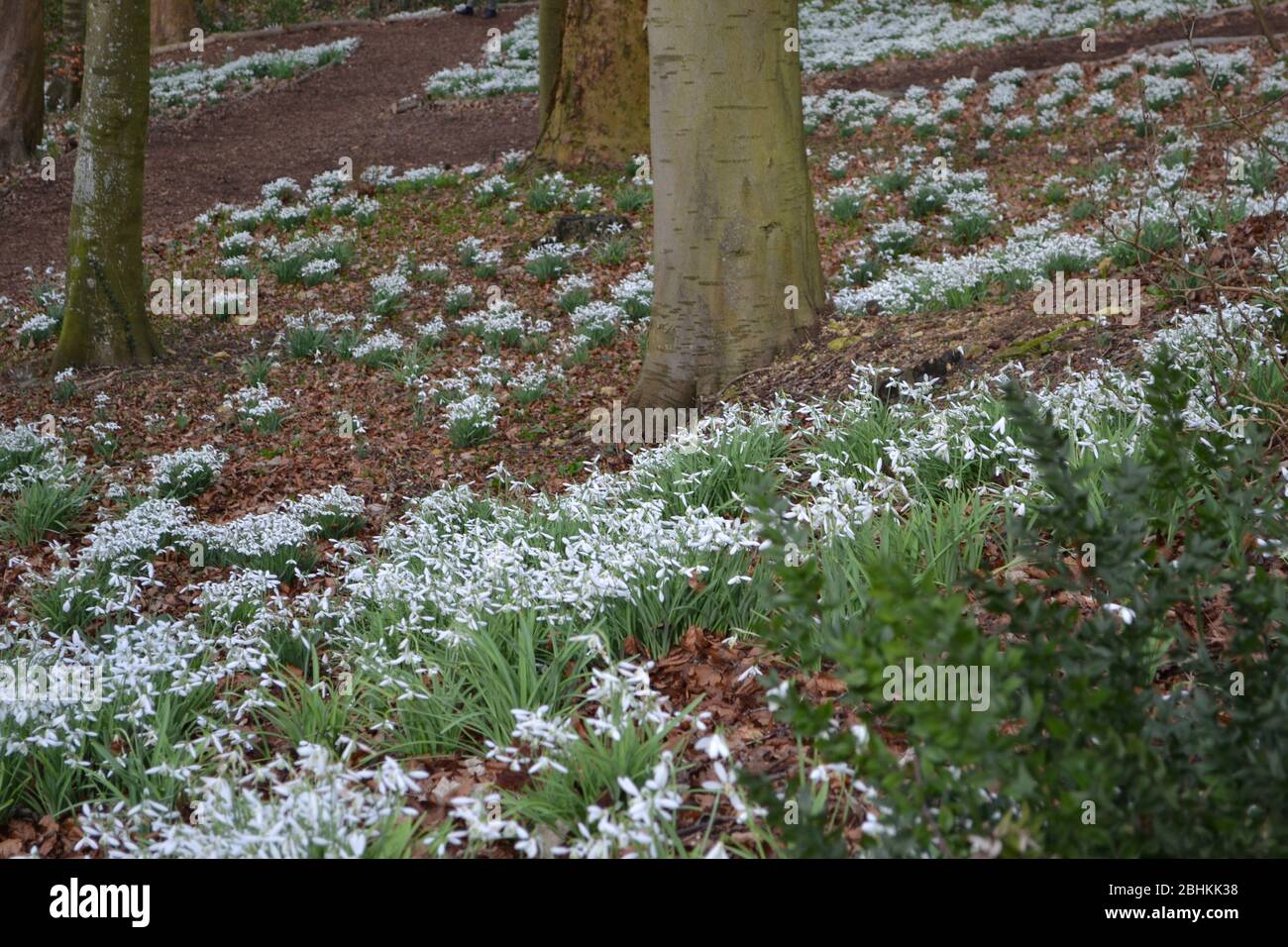 Snowdrops (Galanthus) on a forest floor: bright white little flowers on green leaves at low level in a woodland in winter, surrounded by dead autumn l Stock Photo