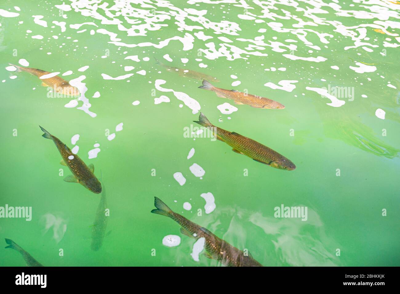 A group of large fish swimming in beautiful, transparent turquoise water. Stock Photo