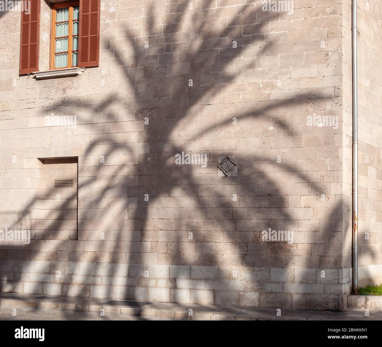 Shadow of a palm tree projected on a historical building at sunset Stock Photo
