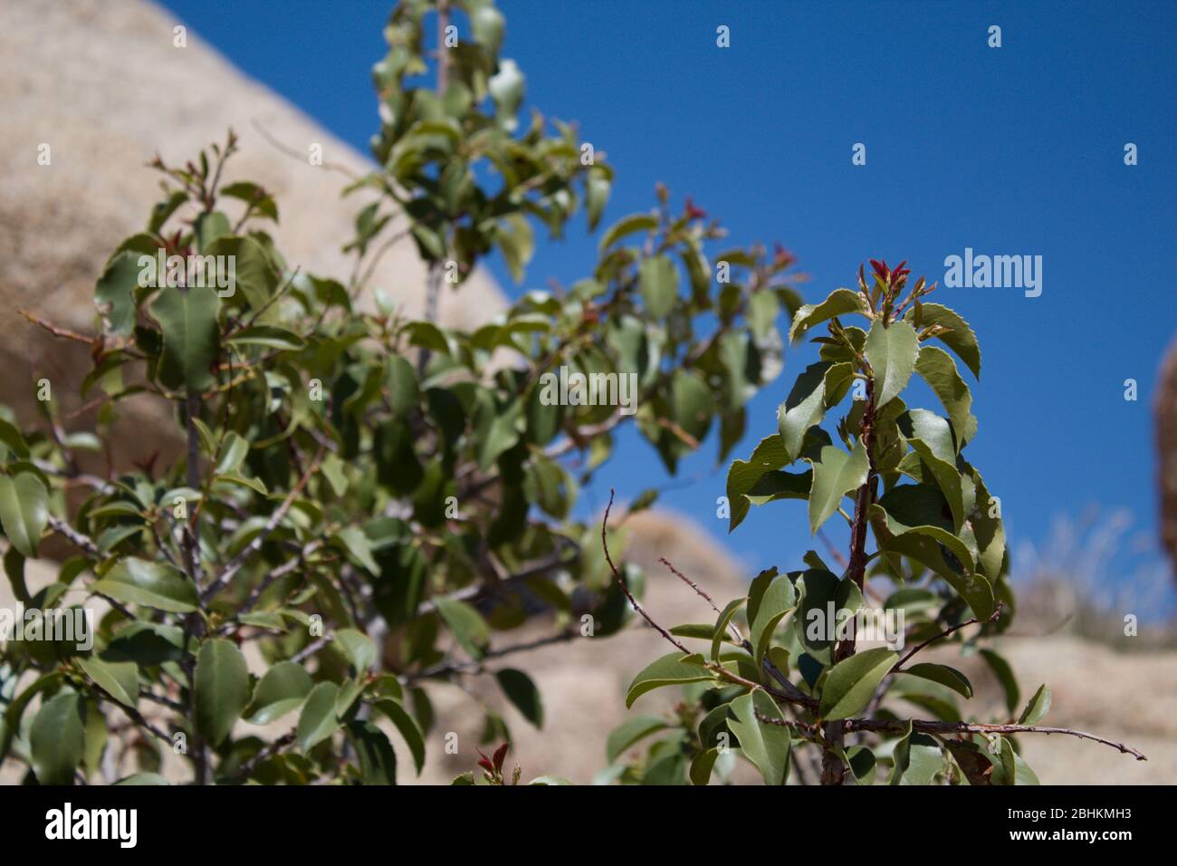 Sugarbush, Rhus Ovata, native plant, Pioneertown Mountains Preserve