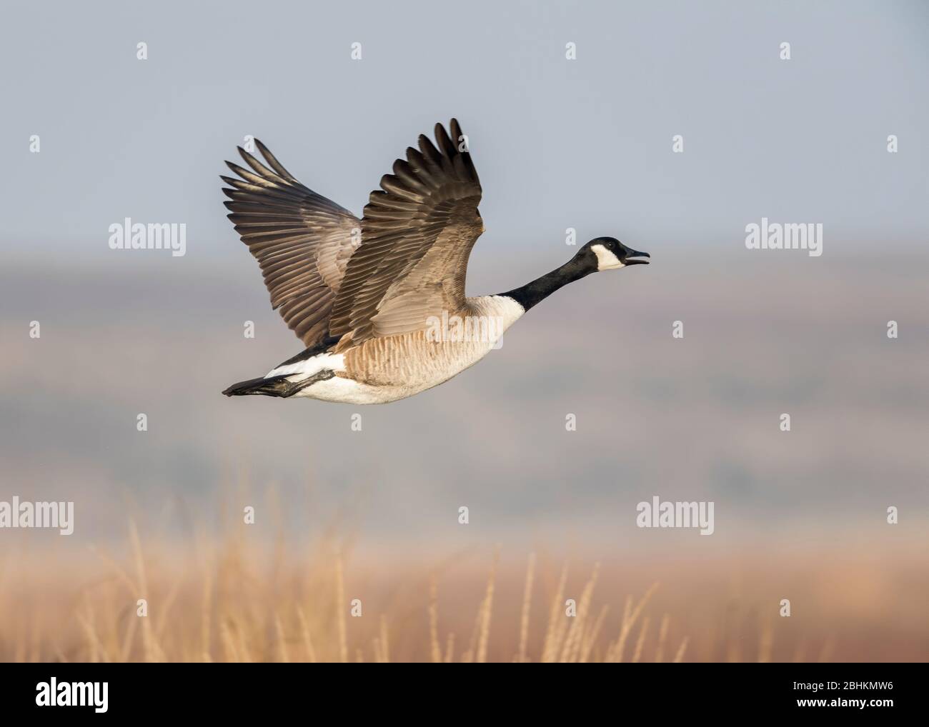 Canada goose flying over Charleston Slough, San Francisco Bay, California,  USA Stock Photo - Alamy