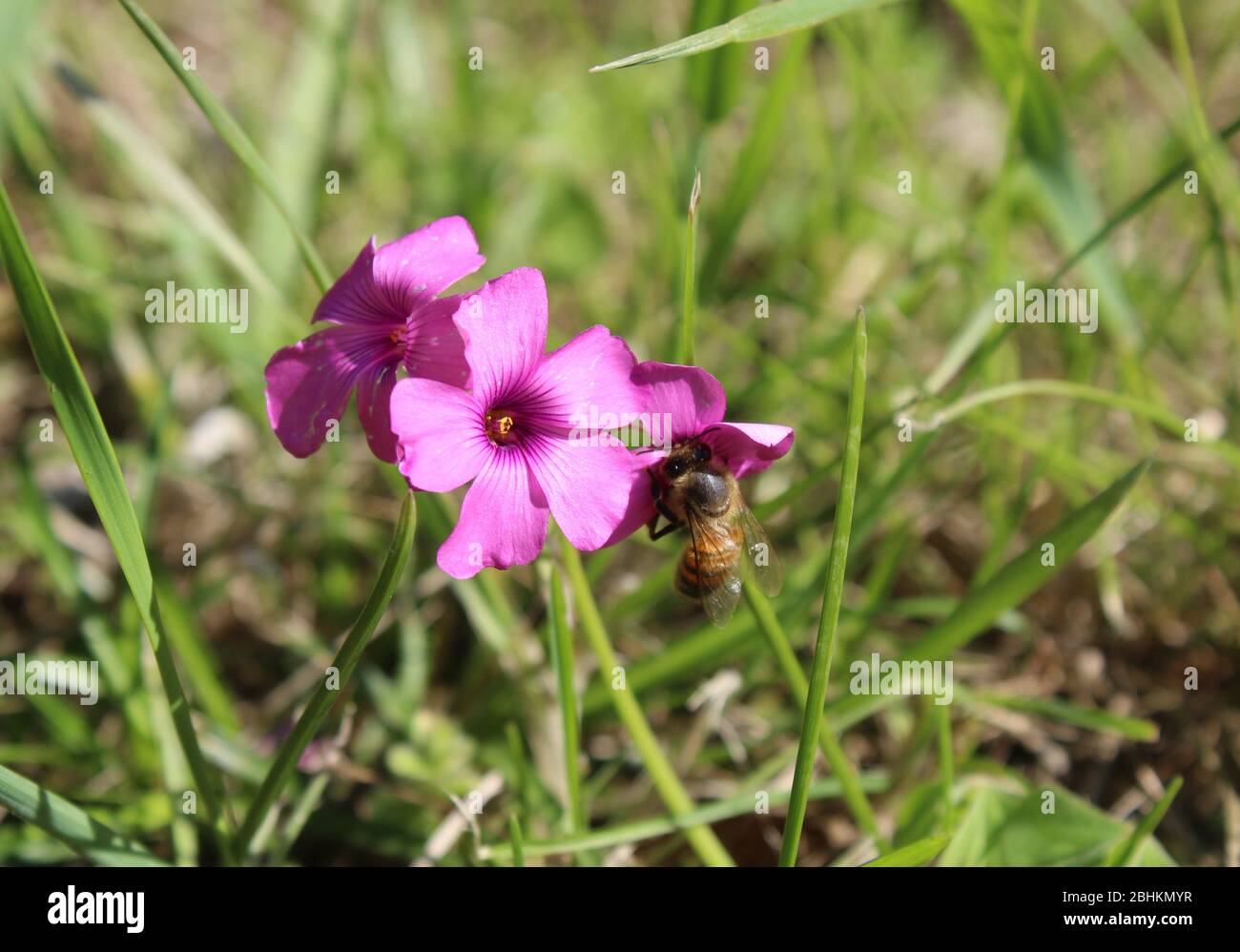 Honey bee on pink flowers hi-res stock photography and images - Alamy