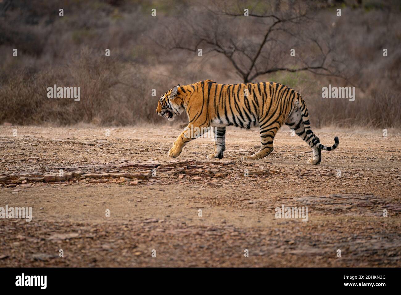 Young tiger in natural habitat, walking in scrub in India. National Park with beautiful Indian tiger. Stock Photo