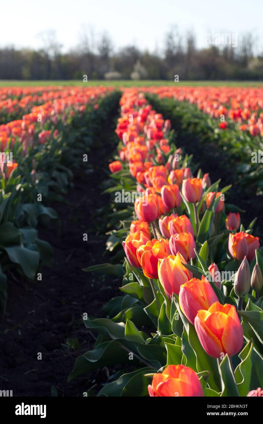 Field of red tulips. Growing tulip flowers in spring. Red tulip fields. Agriculture. Stock Photo