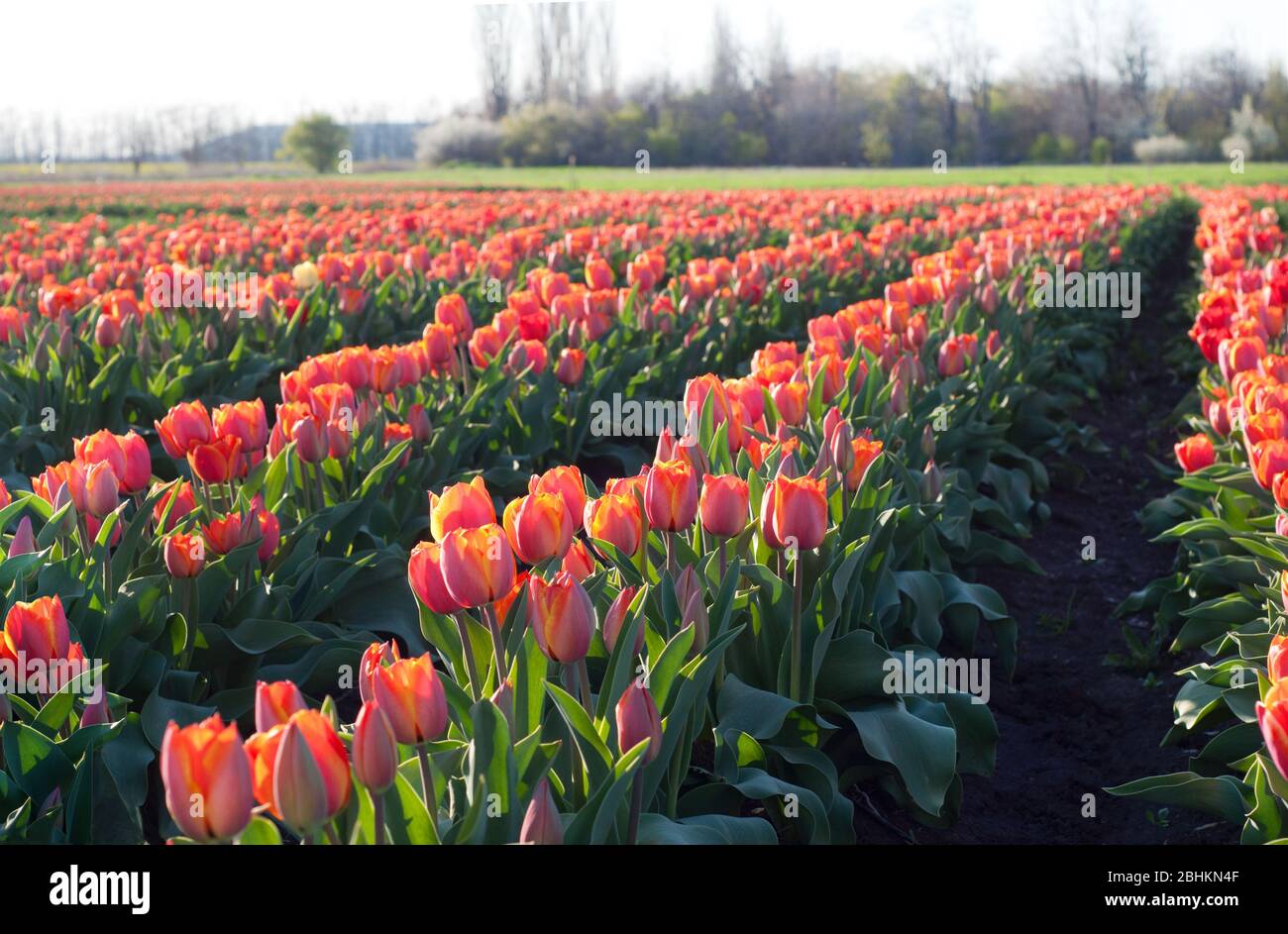 Field of red tulips. Growing tulip flowers in spring. Red tulip fields. Agriculture. Stock Photo