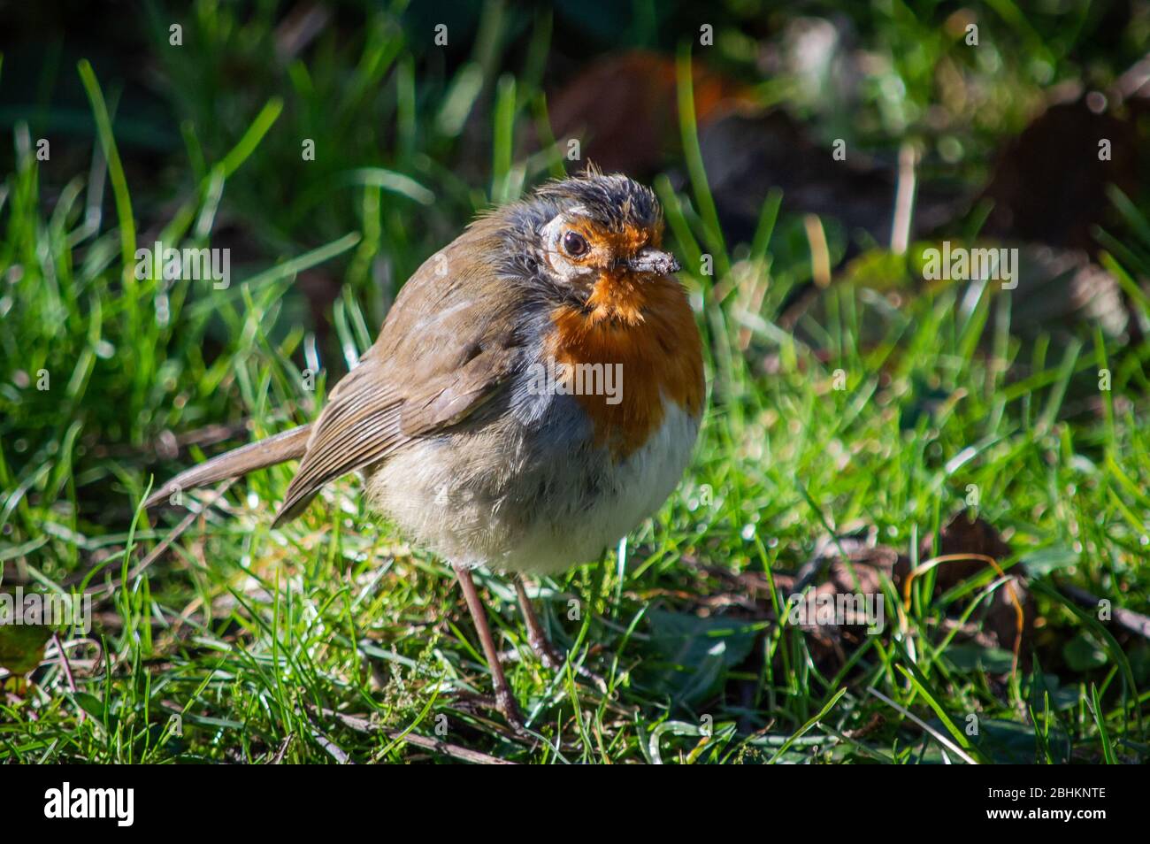Bird mites hires stock photography and images Alamy