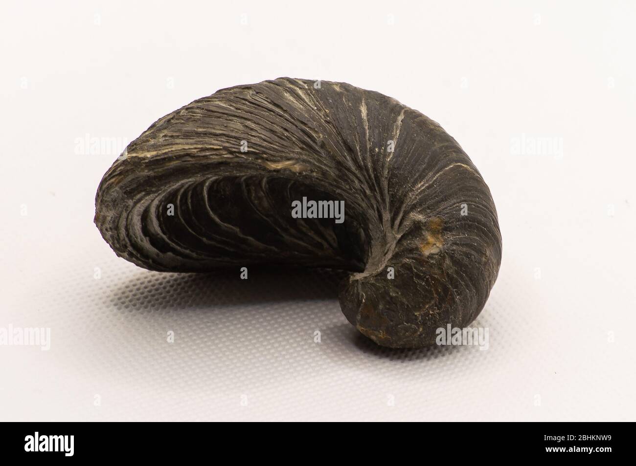 Gryphaea fossil Stock Photo Alamy