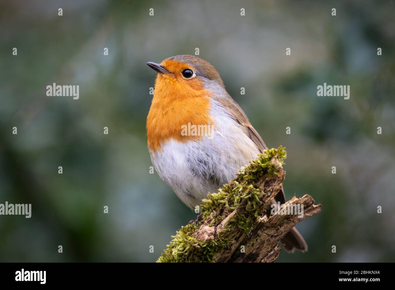 Robin on a mossy log Stock Photo