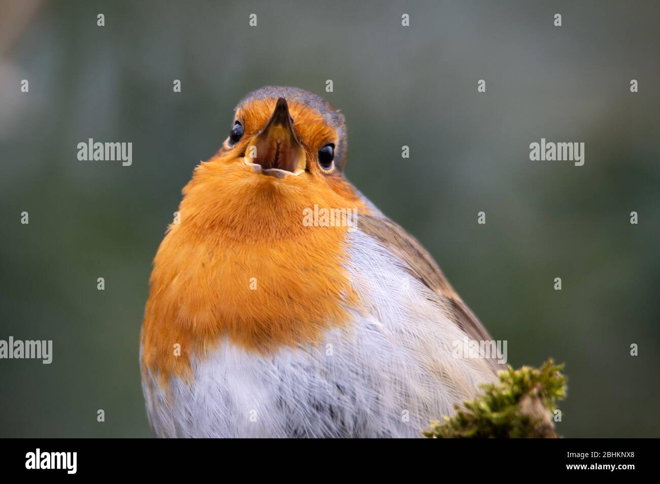 Robin singing Stock Photo