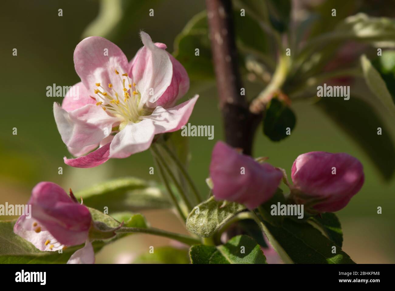 The Crab Apple 'Golden Hornet' Covered with Blossom in Spring Sunshine. Stock Photo