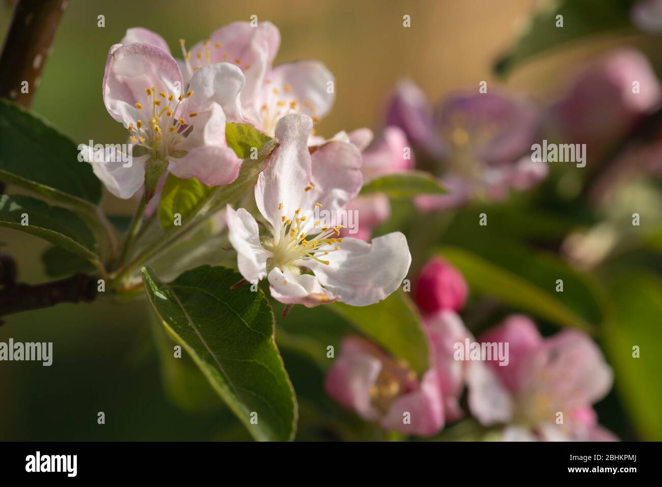 The Crab Apple 'Golden Hornet' Covered with Blossom in Spring Sunshine. Stock Photo
