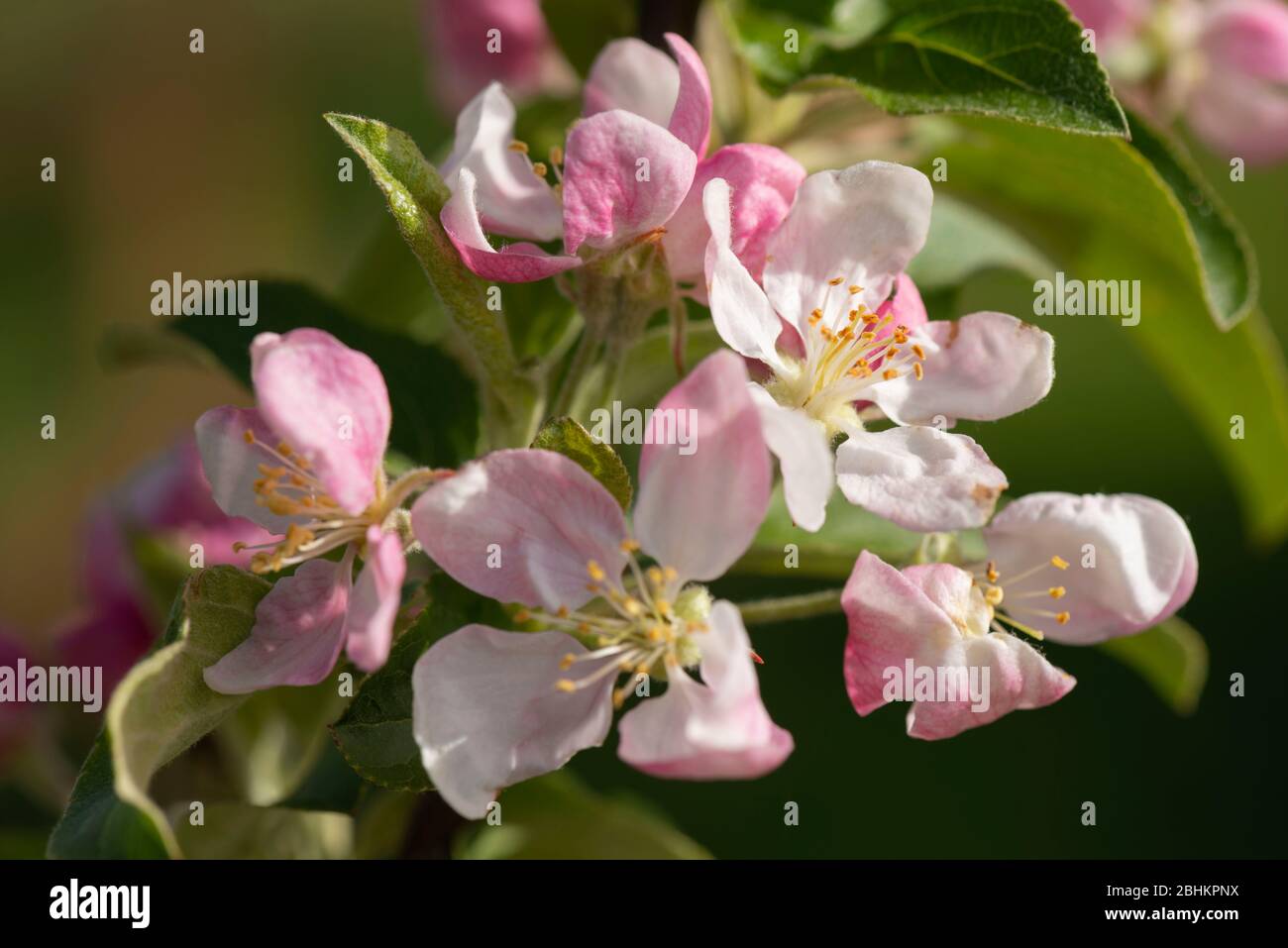 White Flowers Tinged Pink on the Malus 'Golden Hornet' in Spring. Stock Photo