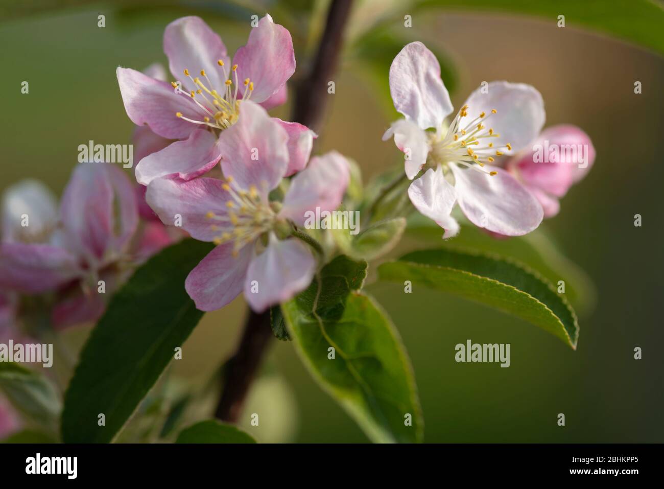 The Pink-Flushed White Flowers of Crabapple 'Golden Hornet' Shown Close-Up Stock Photo