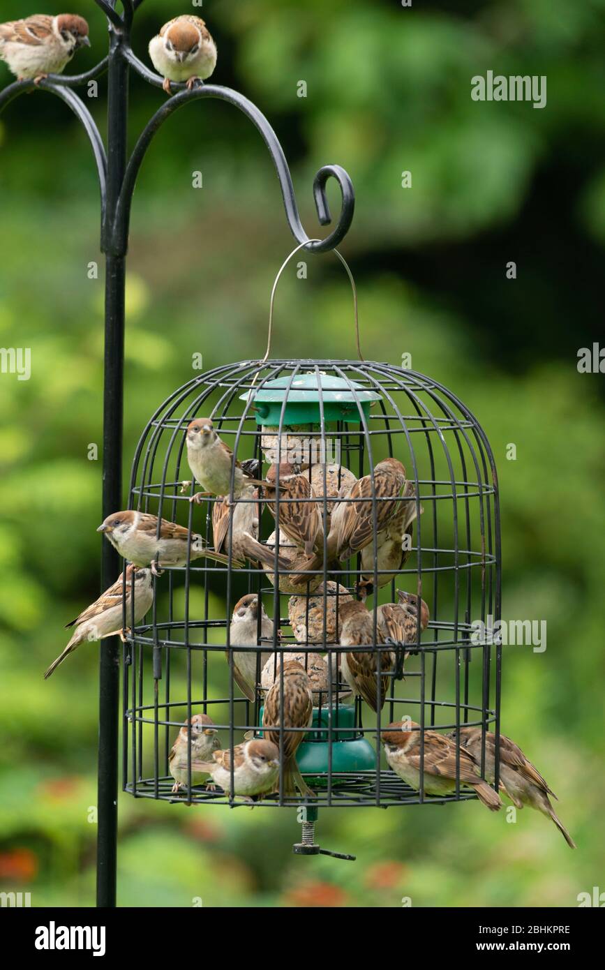 A Host (or a Quarrel) or Tree Sparrows (Passer Montanus) Gather on a Caged Bird Feeder to Feed on Fat Balls Stock Photo