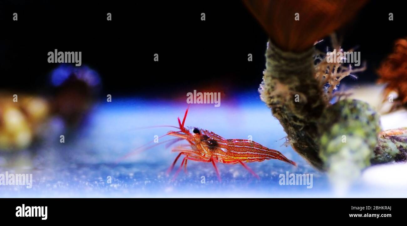 Mediterranean sea specimen of Peppermint Shrimp - Lysmata seticuadata Stock Photo