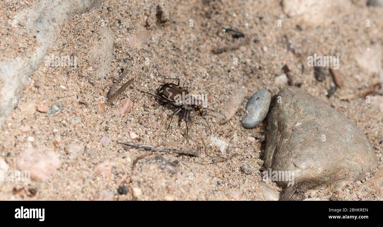 Bronzed Tiger Beetle (Cicindela repanda) Perched on Sandy Gravel Soil in Colorado Stock Photo