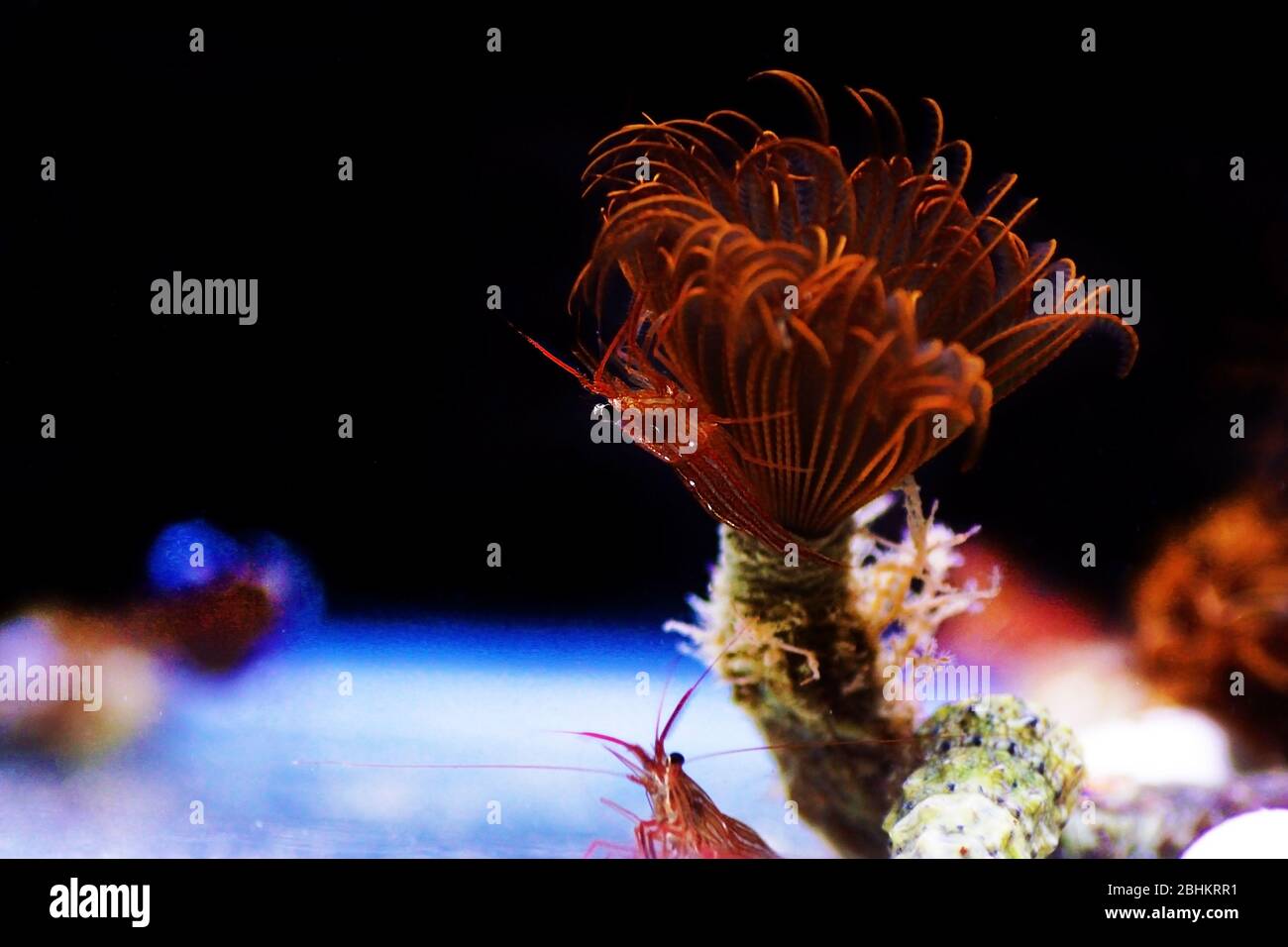 Mediterranean sea specimen of Peppermint Shrimp - Lysmata seticuadata Stock Photo