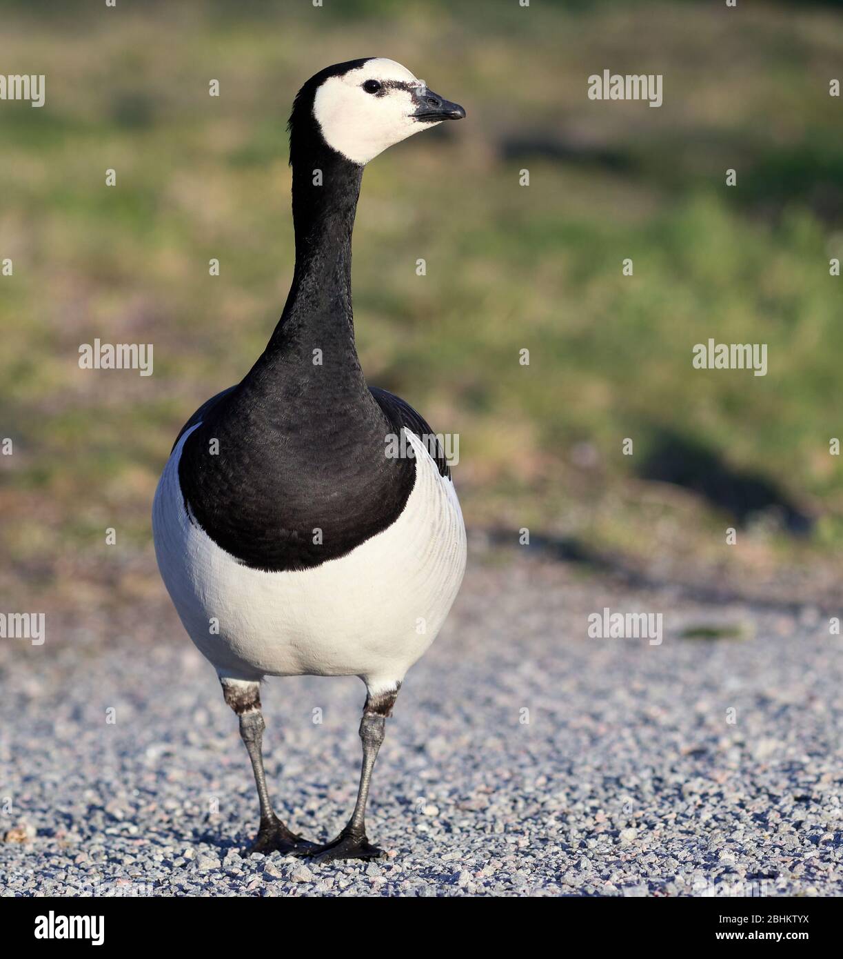 Canada goose in Bergius Garden, Stockholm, Sweden Stock Photo - Alamy