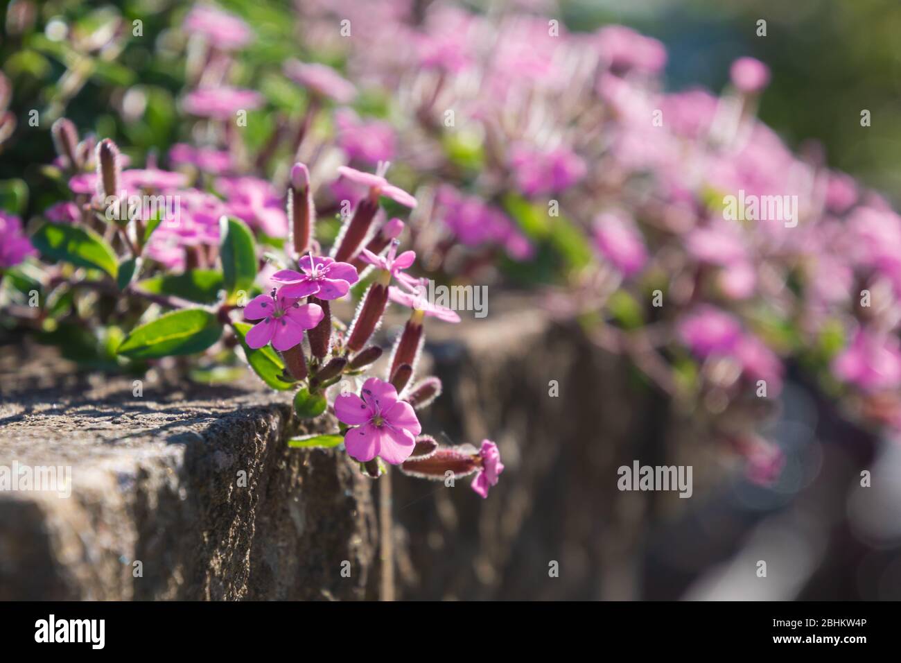 Flowering aubrieta in bright sunshine. Beautiful small pink flowers blooming in the sun rays on the brick wall. Stock Photo