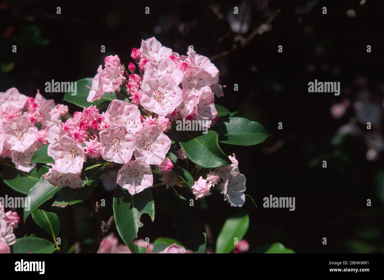 Pennsylvania state flower hires stock photography and images Alamy