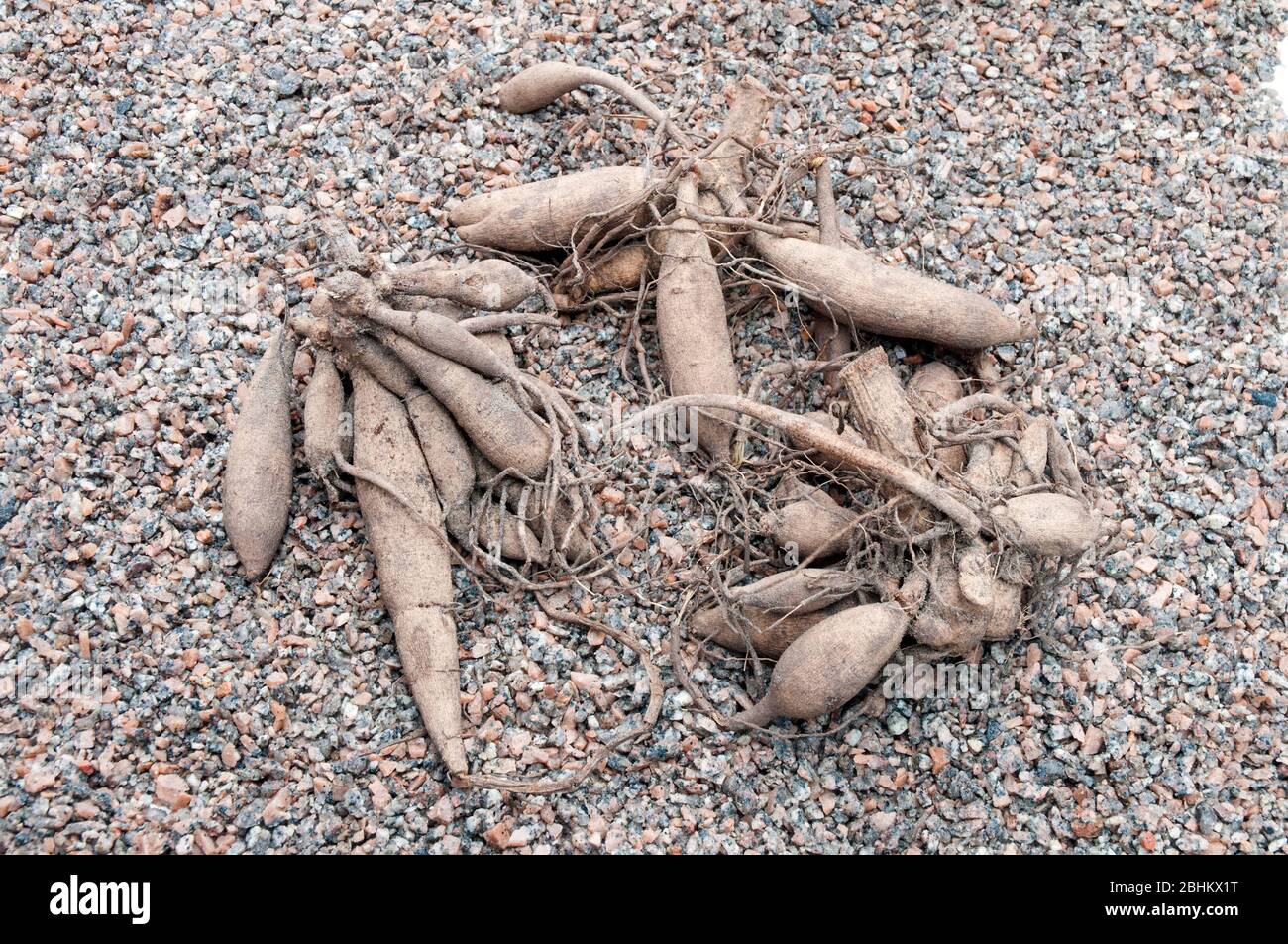 Dahlia tubers on a fine gravel background ready to be planted. Stock Photo
