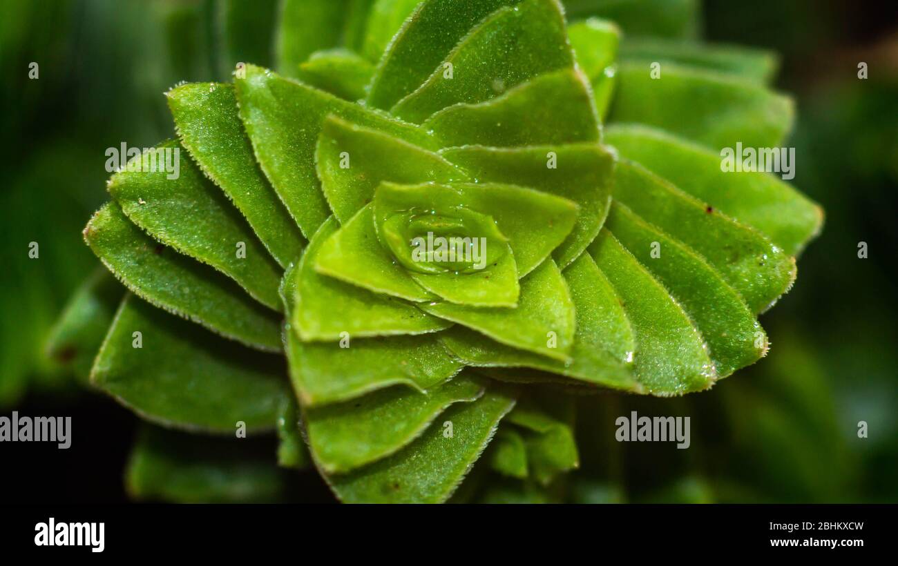 closeup of Crassula estagnol with green spiral leaves pattern Stock Photo