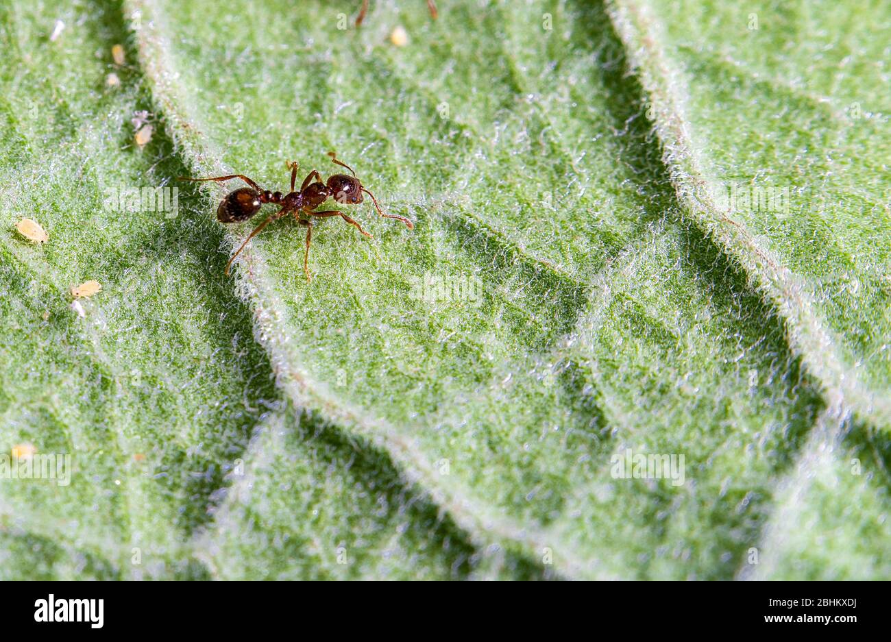 An ant and some aphids on a green leave Stock Photo
