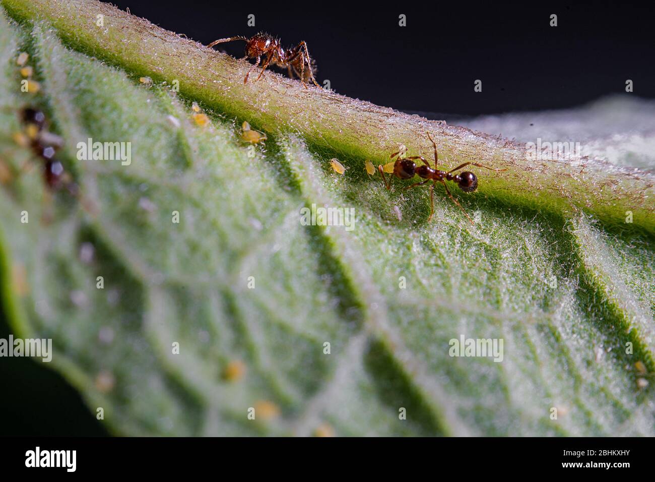Some Aphids Two ants and some aphids on a green leave Stock Photo - Alamy