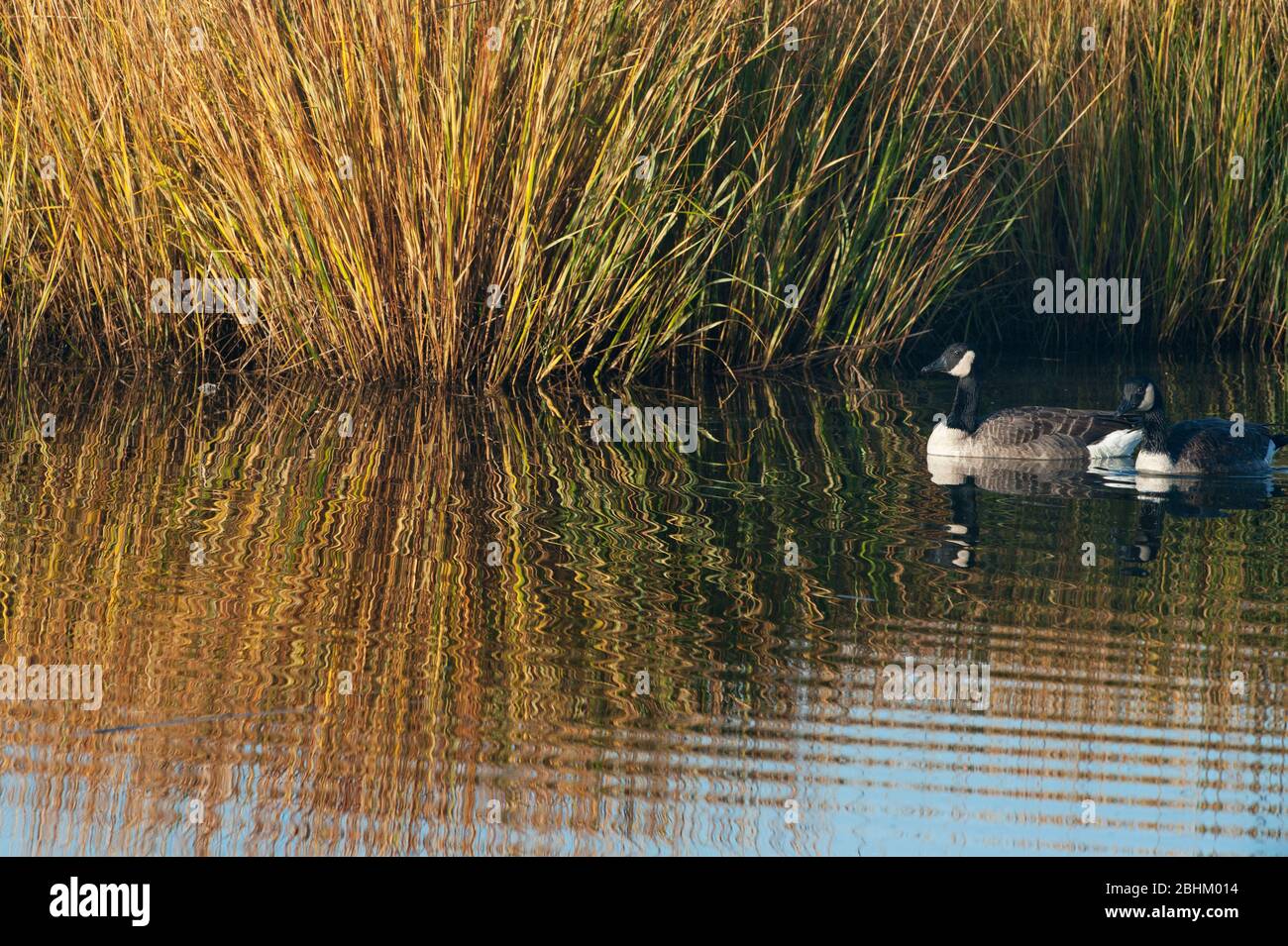 Canada geese and spartina salt marsh grasses and reflection Stock Photo