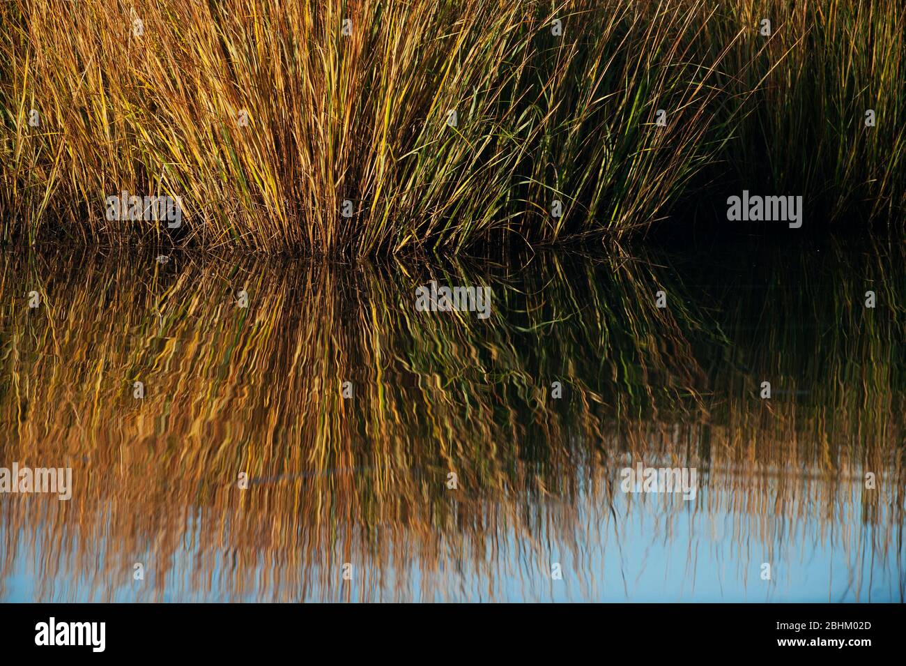 Spartina salt marsh grasses and reflection Stock Photo