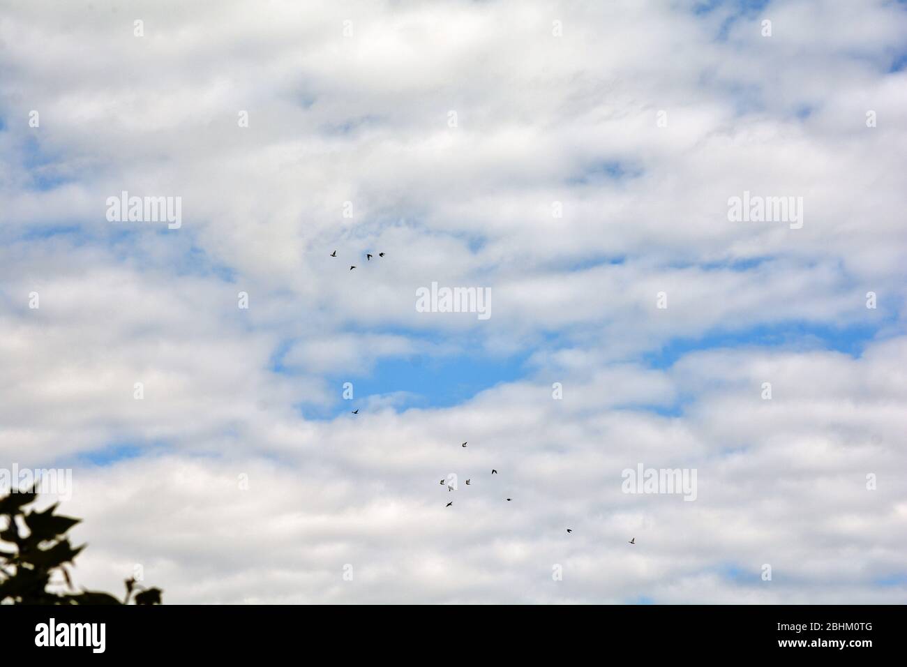clouds and birds in the blue sky Stock Photo - Alamy