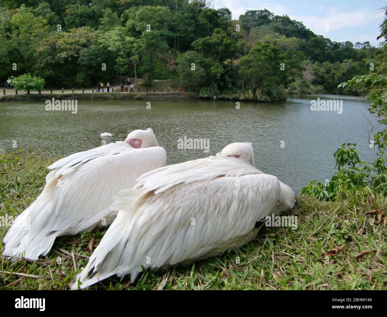 Close up shot of two Pelican sleeping at Hsinchu, Taiwan Stock Photo