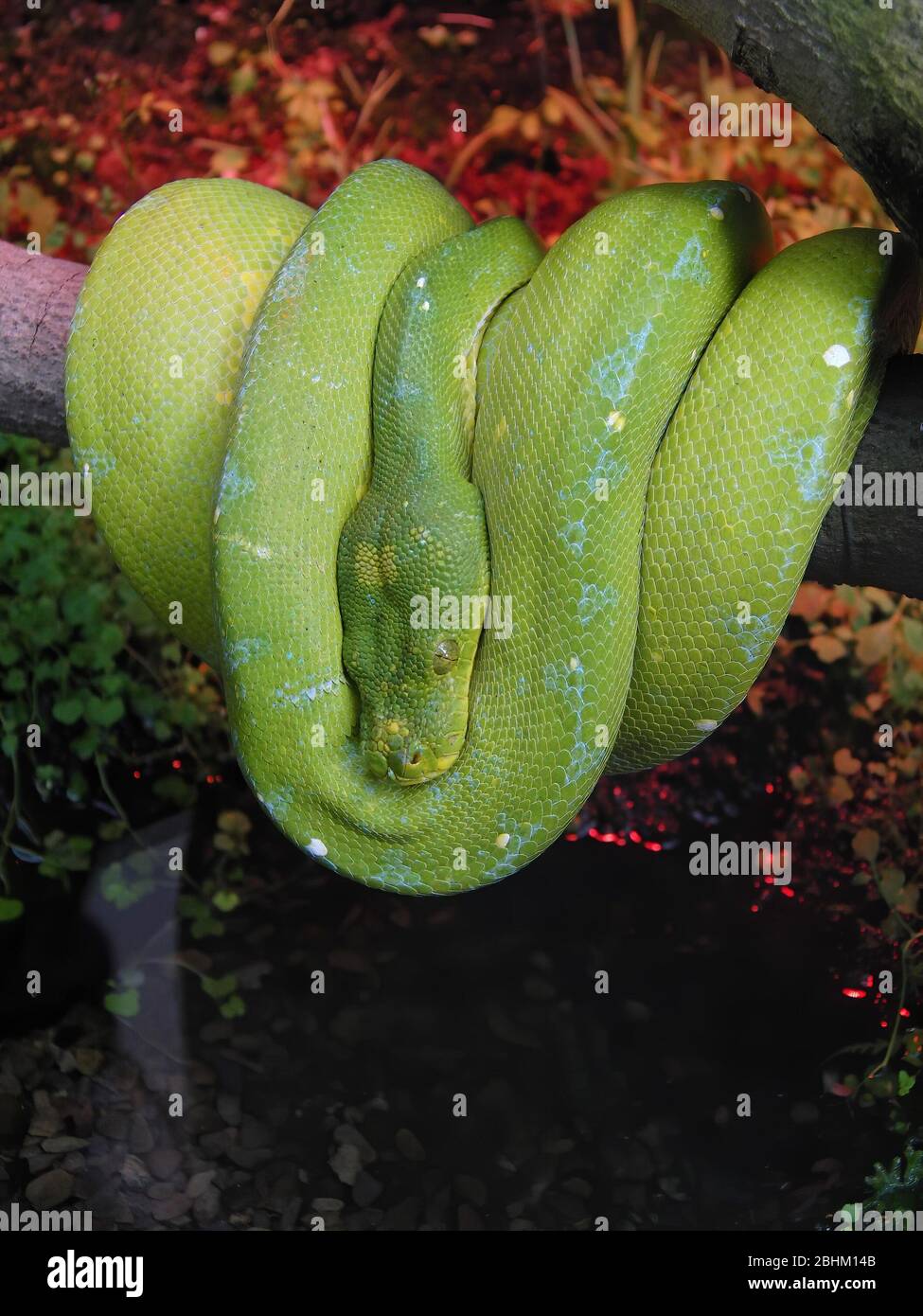 Python family hi-res stock photography and images - Alamy