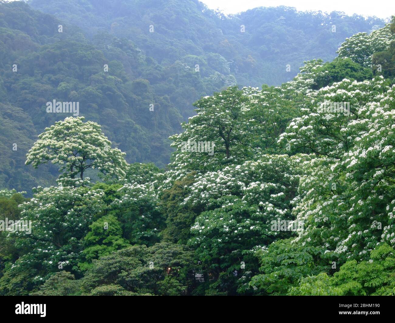 Rainforest area in tropical biome hi-res stock photography and images ...
