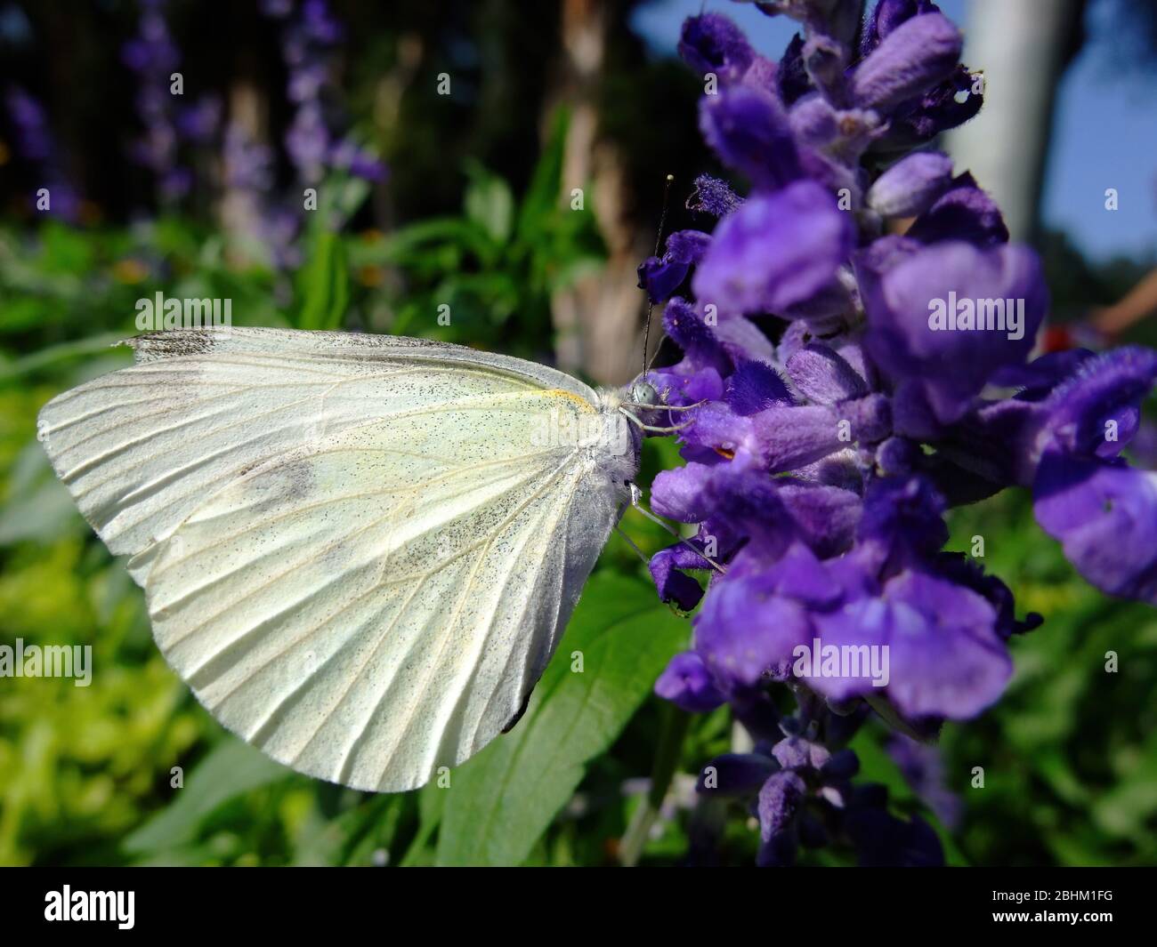 Close up shot of Pieris rapae butterfly at Taipei, Taiwan Stock Photo ...