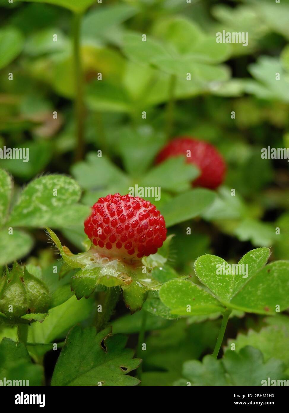 Close up shot of the beautiful Mock strawberry at Taipei, Taiwan Stock Photo