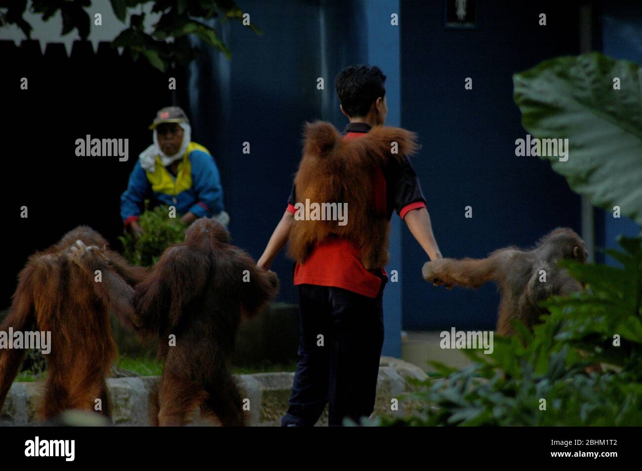 Orangutan keeper walks a group of orangutans. Archival photo. Stock Photo
