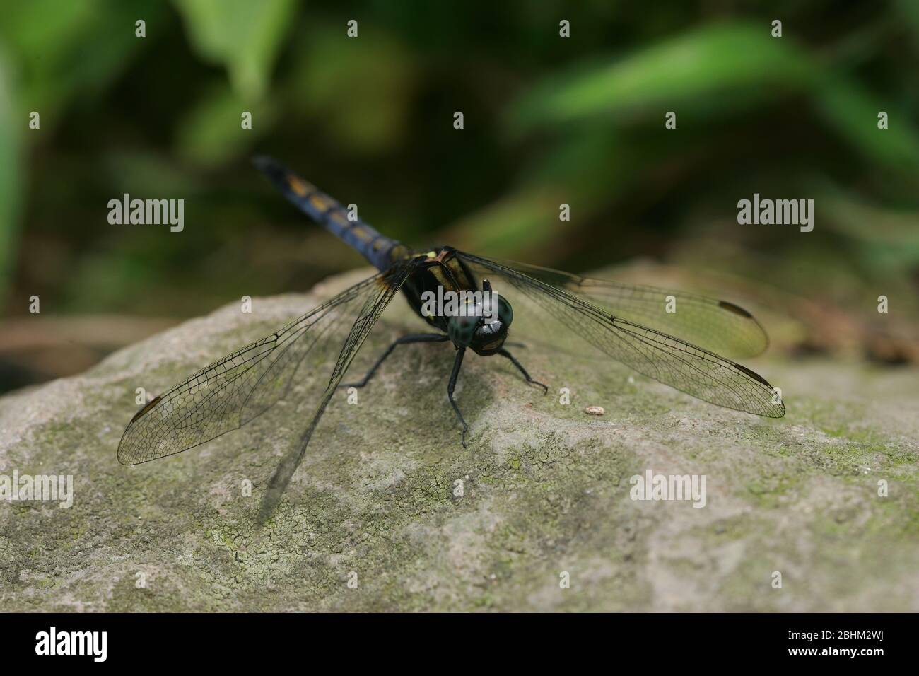 Close up shot of a Orthetrum triangulare dragonfly at Taipei, Taiwan Stock Photo