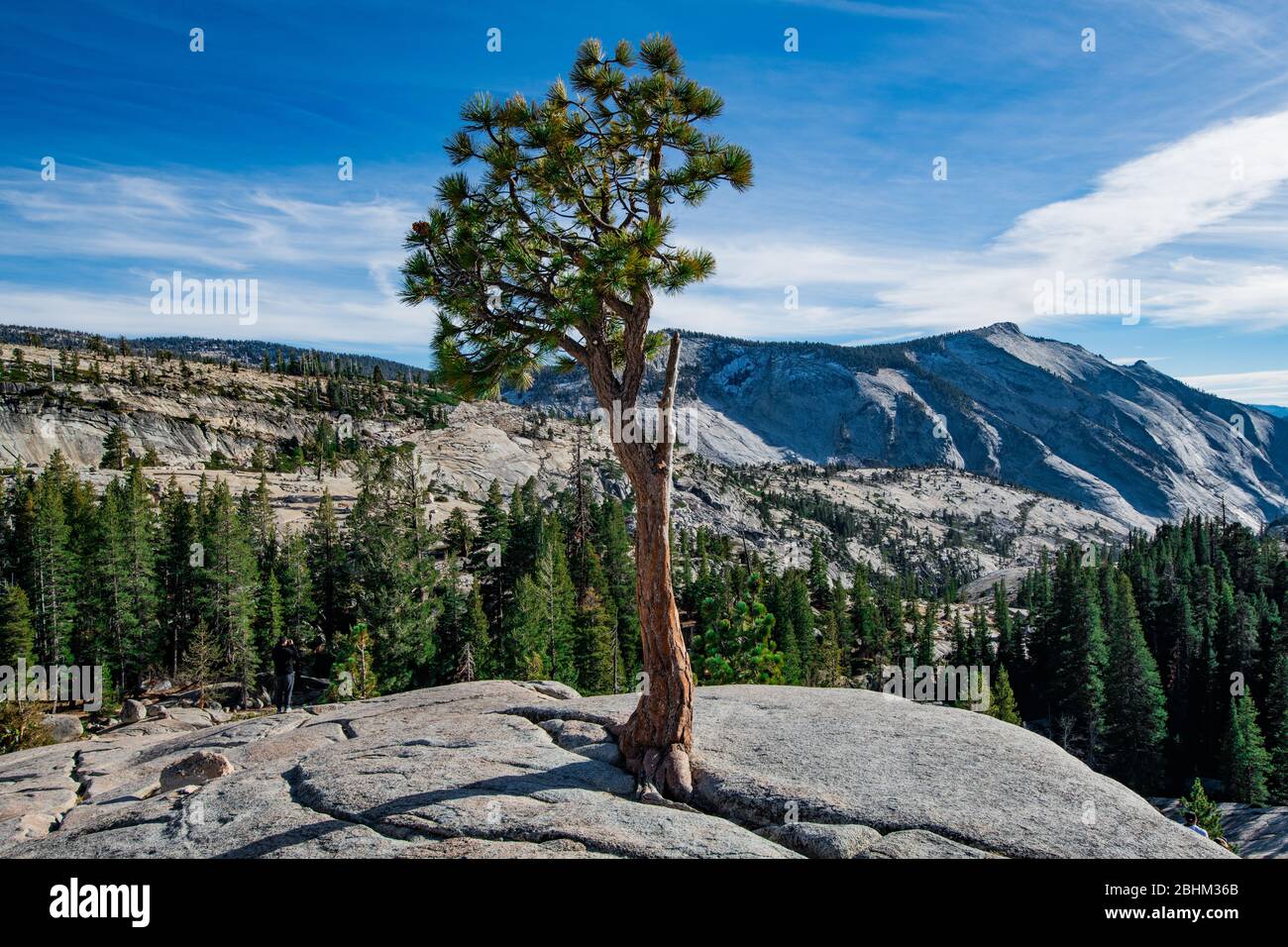 Olmsted point pine tree hi-res stock photography and images - Alamy
