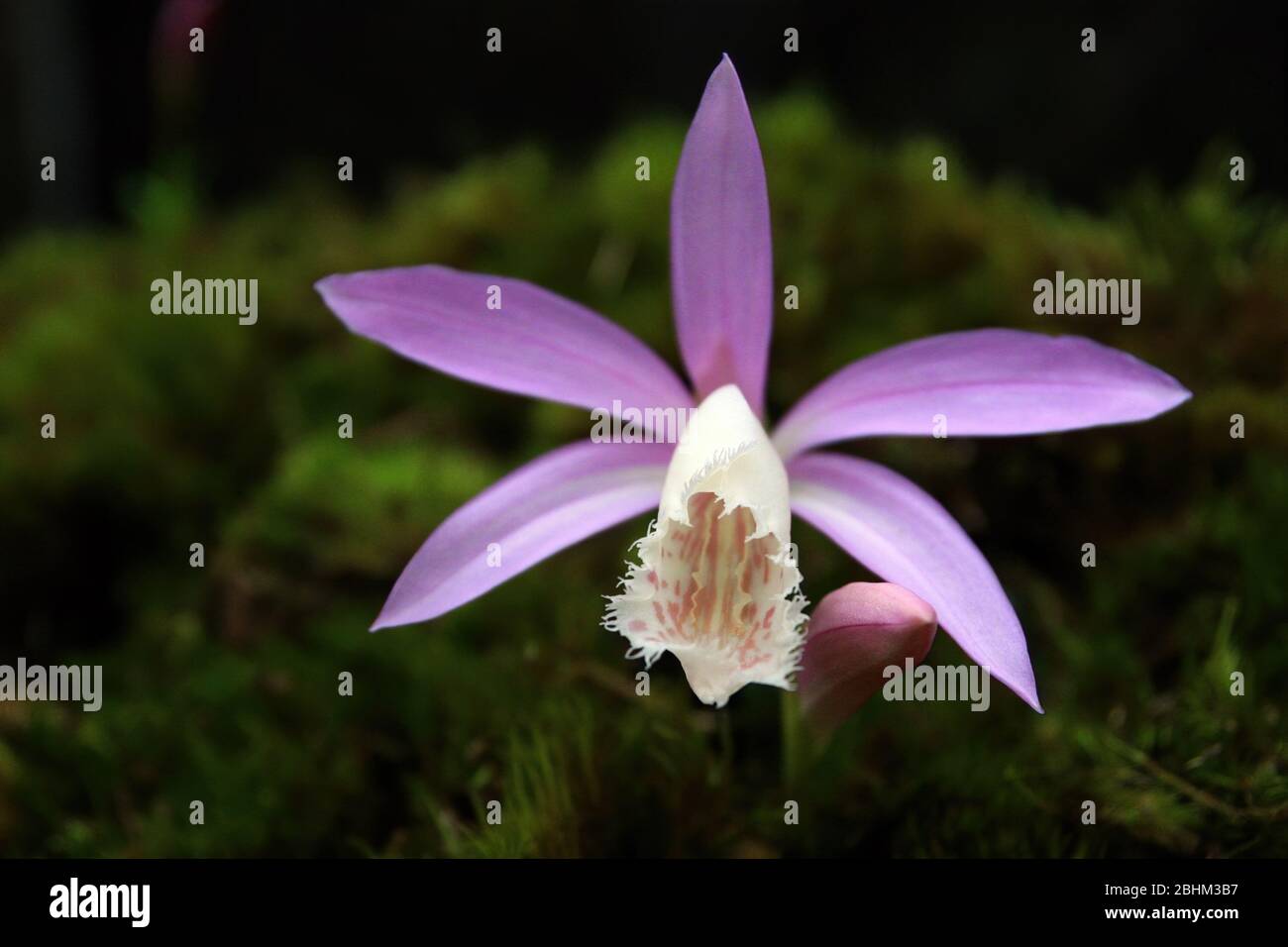 Close up shot of purple Taiwan Orchid blossom at Nantou, Taiwan Stock Photo