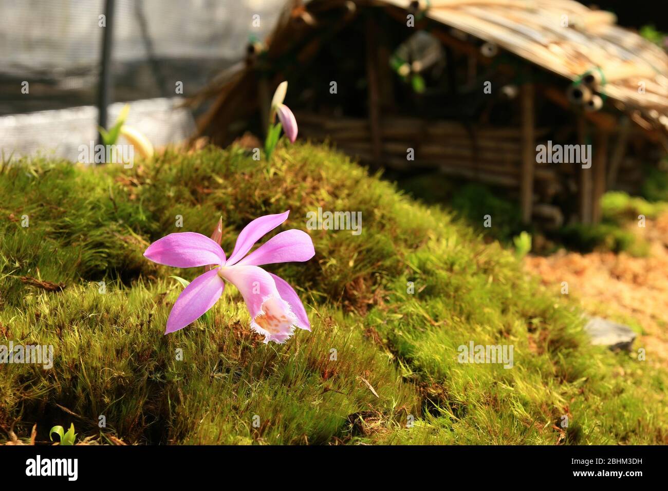 Close up shot of purple Taiwan Orchid blossom at Nantou, Taiwan Stock Photo