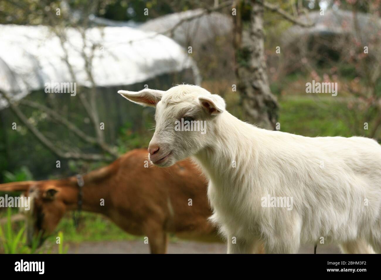 Close up shot of two goat in a farm at Nantou, Taiwan Stock Photo