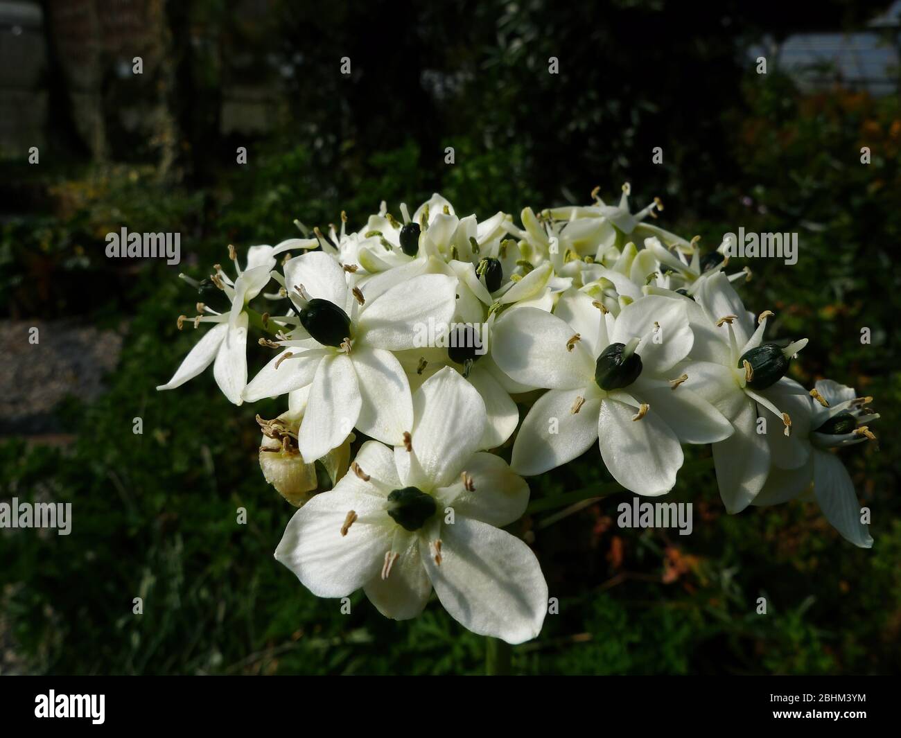 Close up shot of Ornithogalum arabicum blossom at Nantou, Taiwan Stock Photo