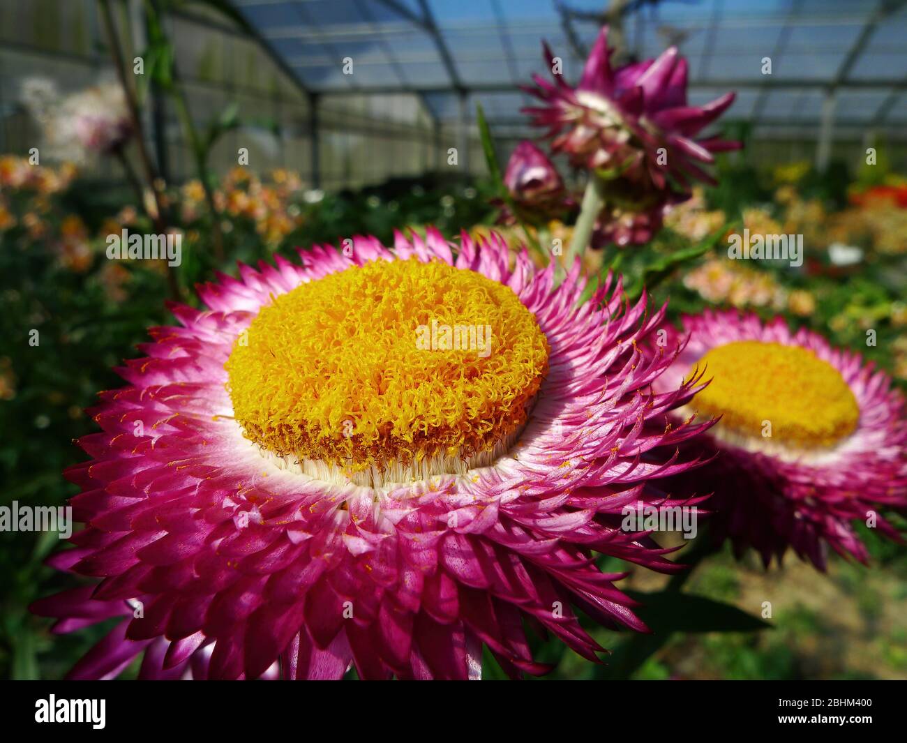 Close up pink strawflower hi-res stock photography and images - Alamy