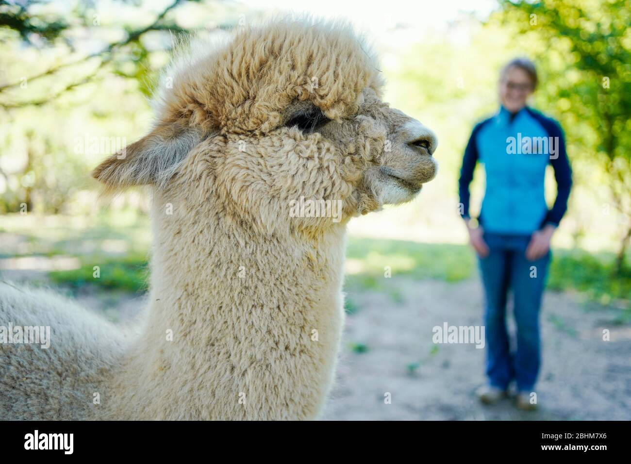 Парк альпак воронеж. Альпаки воронеж белый колодец. Парк альпак воронеж. Лама парк воронеж белый колодец. Парк с альпаками воронеж.
