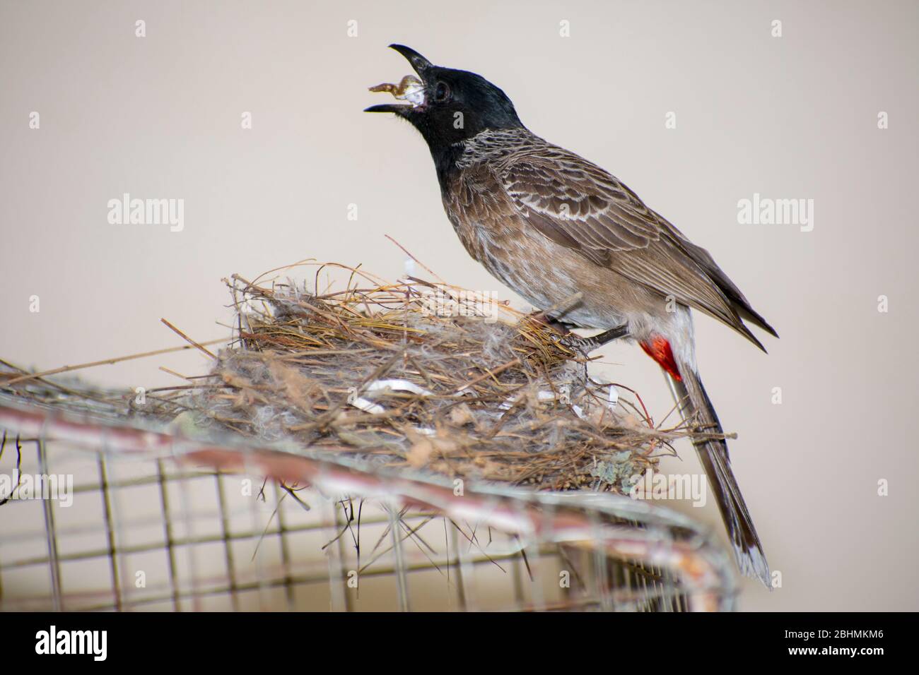 Bulbul Bird feeding their baby birds berries Stock Photo