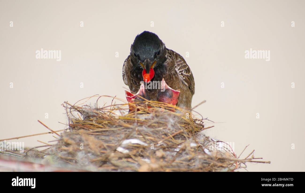 Bulbul Bird feeding their baby birds berries Stock Photo